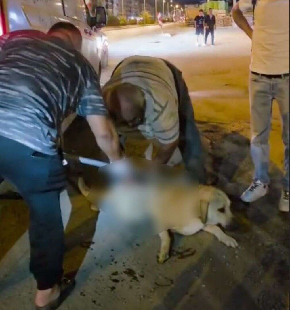 Milas’ta Motosikletin Çarptığı Köpek Yaralandı 1